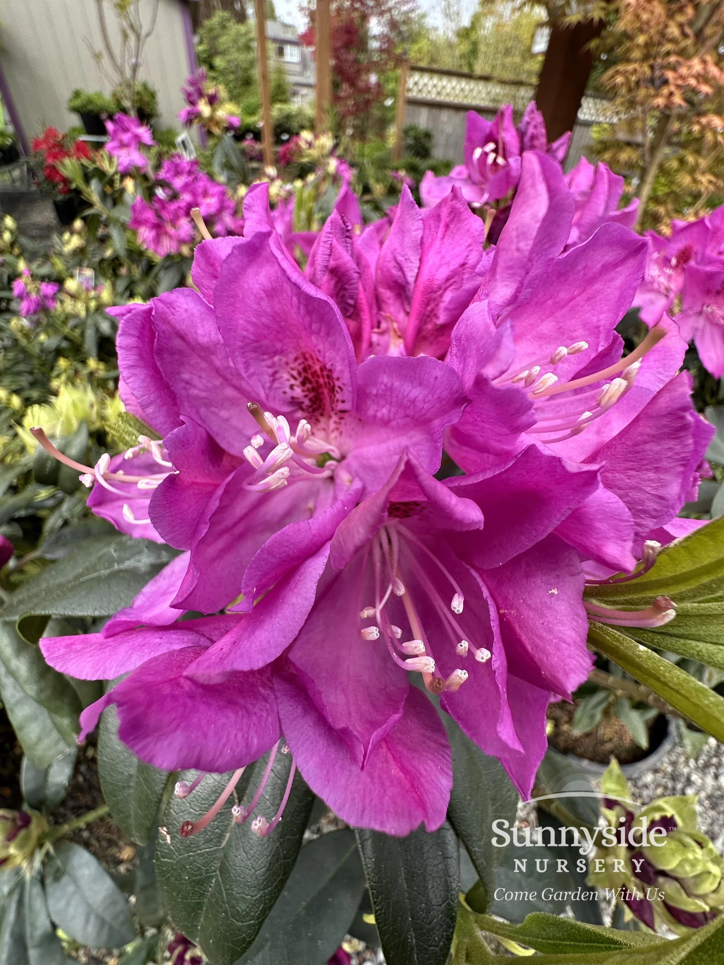 versusヴェルサススワロフスキークリスタルボタンアンサンブルニットパープル紫 Teleflora's Splendid Violets - T23M415 in Chicago IL - Soukal